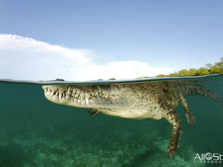 AllStarLiveaboards-Cuba-Topside-006-Crocodile