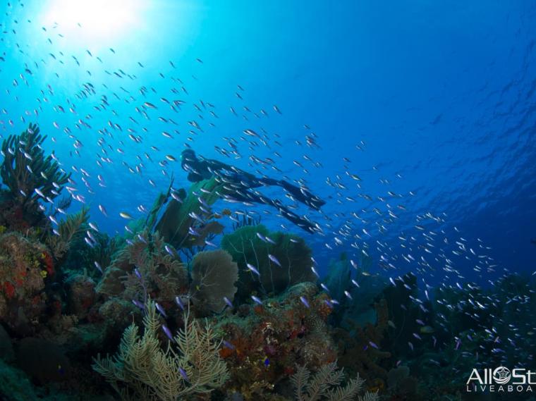 AllStarLiveaboards-Cuba-Underwater-003-Reef-Diver-with-Silversides