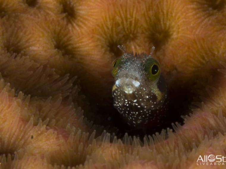 AllStarLiveaboards-Cuba-Underwater-005-Blenny