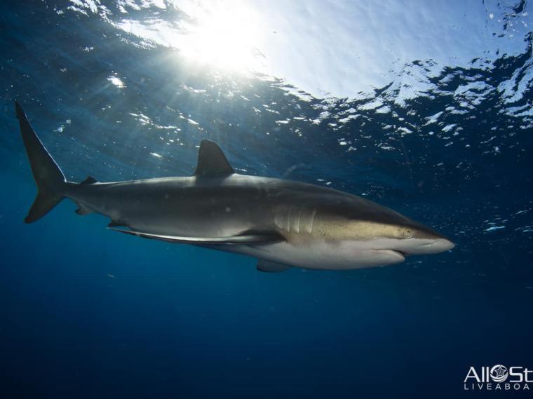 AllStarLiveaboards-Cuba-Underwater-001-Silky-Shark