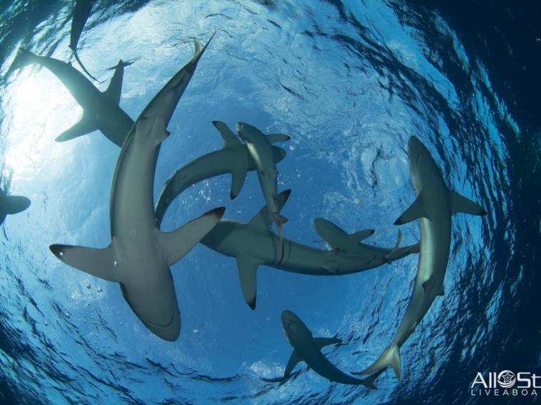 AllStarLiveaboards-Cuba-Underwater-004-Silky-Sharks