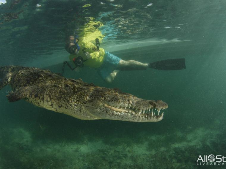 AllStarLiveaboards-Cuba-Topside-003-Crocodile-and-Snorkeler