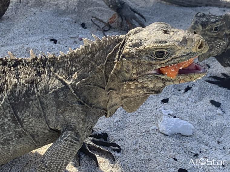 AllStarLiveaboards-Cuba-Topside-007-Iguana-Beach