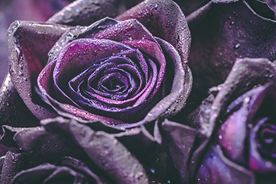 purple roses 7P4NAVD