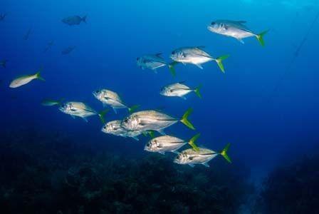 Live Aboard Dive Trip Sea of Fish